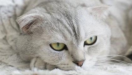 【爆料】91网突发：神秘人在中午时分被曝曾参与花絮，情绪失控席卷全网